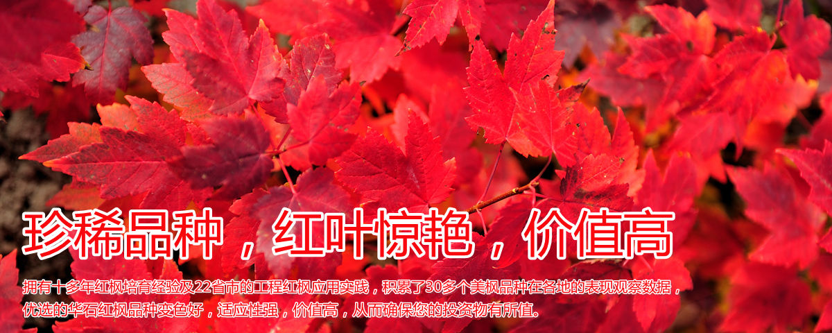 變色驚艷、品種稀缺、價(jià)值高