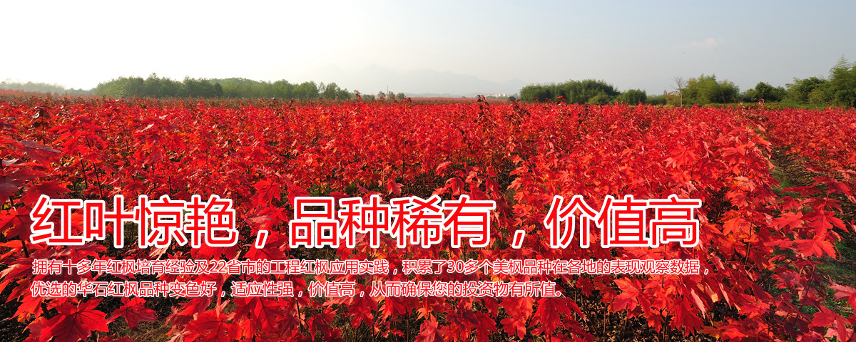 變色驚艷、品種稀缺、價(jià)值高