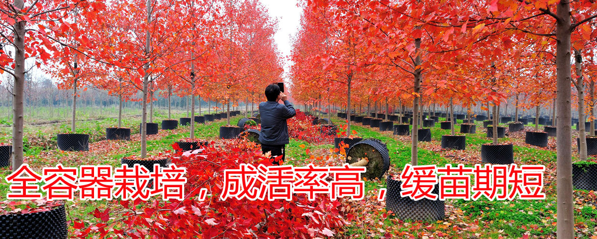 全程容器栽培，成活率高，緩苗期短
