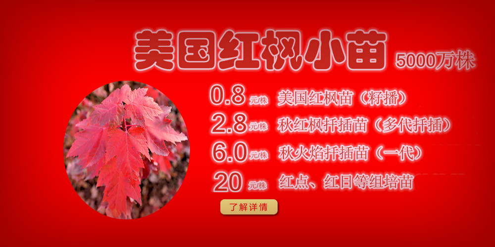 夕陽紅、十月光輝、紅點紅楓、美國紅楓小苗質佳價平回饋廣大客戶，接受2017-2018季苗預定！